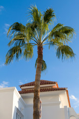 Palme vor Haus und sonnig blauem Himmel