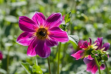 Abeille qui butine sur fleur de dahlia