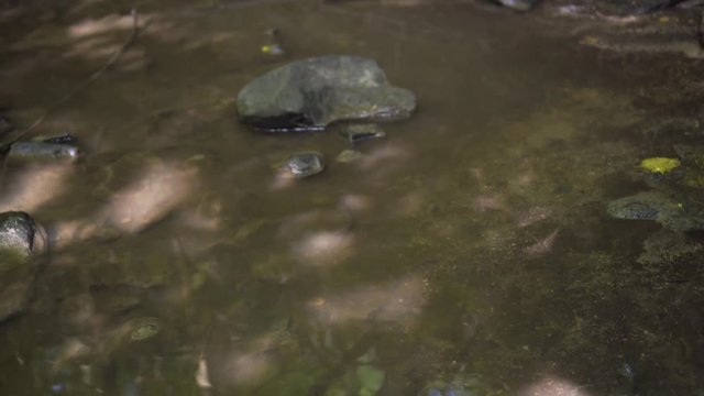 Little creek stram in the forest with wet stones and plants.
