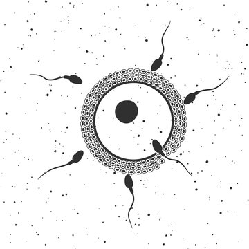 Fertilized egg with sperm. Vector illustration.