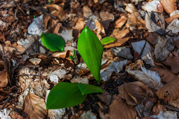 Allium ursinum flower, garlic plant