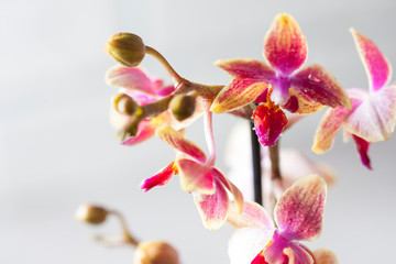 Beautiful Flower Orchid close up. Phalaenopsis orchid.