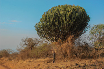 Young white Caucasian male traveler in sportswear stands next to a huge cactus in Africa