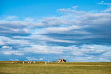 Fototapeta na wymiar Vaches dans un pâturage, paysage de campagne