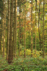 Fototapeta premium mixed forest on autumn morning