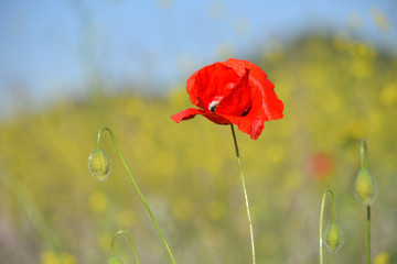 Spring landscape of red poppy on a yellow rapeseed field.