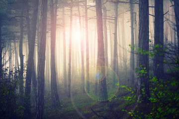 Fototapeta na wymiar sun rays in misty forest