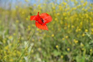 Naklejka premium Spring landscape of red poppy on a yellow rapeseed field.