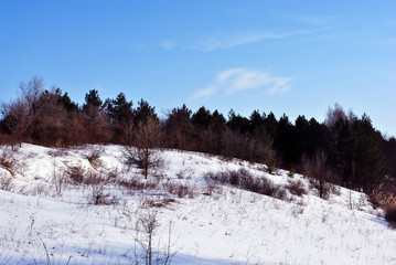 Pine forest and willows on the snowy hill, background of blue sky, sunny winter day, Ukraine