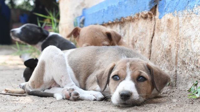 A young brown and white colored puppy resting on grass