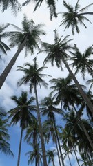Fototapeta na wymiar palm tree background