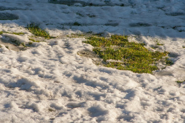 Melting snow and coming spring. The positive temperature melts snow and it becomes a slush. Green grass appears.