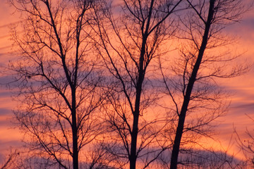 unusual sunset. Orange sky and contrasting branches of trees