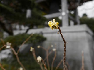 yellow flowers on a background kamakura japan