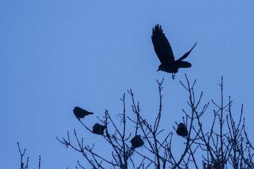 Ravens on the tree. Gloomy view heralding disaster.