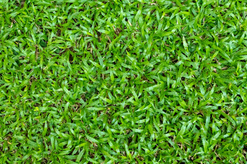 Green grass texture for background. Green lawn pattern and texture background. Close-up.