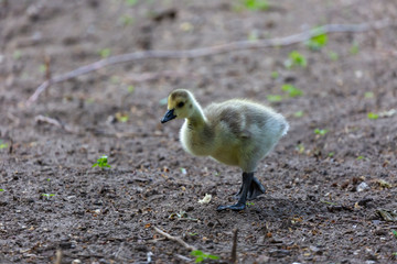 Young canadian goose