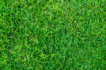Green grass texture for background. Green lawn pattern and texture background. Close-up.