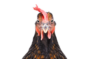Portrait of a funny brown chicken, closeup, isolated on white background