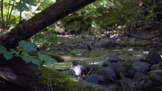 Little creek stram in the forest with wet stones and plants.
