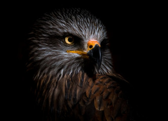 black kite