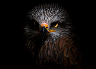 black kite