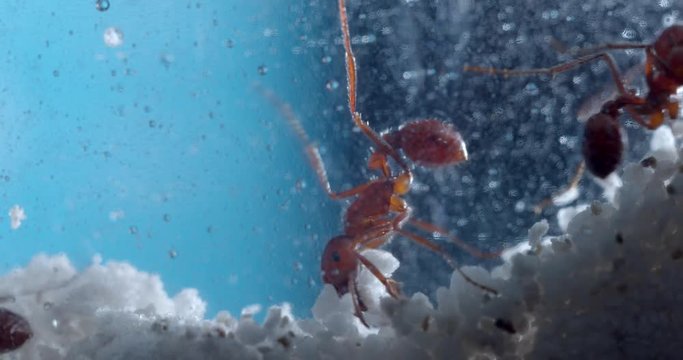 Closeup macro of harvester ants hard at work in their ant farm.