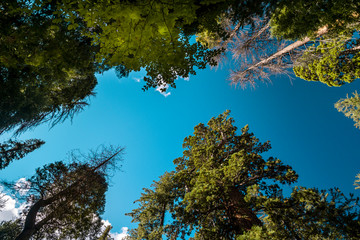 Mammutbäume  im Yosemite NP