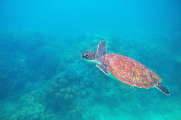 Green turtle in tropic lagoon underwater photo. Sea turtle closeup. Oceanic animal in wild nature.