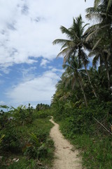 Fototapeta na wymiar panama bocas del torro palm tree way to the beach