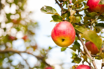 delicious, juicy, red apples on a tree in the garden