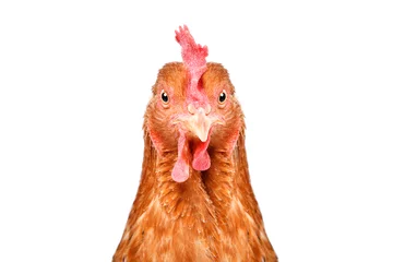 Foto op Aluminium Kip Portret van een grappige kip, close-up, geïsoleerd op een witte achtergrond