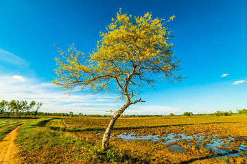 Obraz premium Tree in the field 5