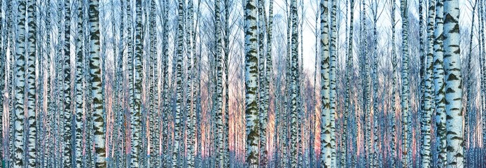 Biały brzoza las zakrywający z białym śniegiem przeciw pięknemu zmierzchowi w zimie. Łotwa - 246593631