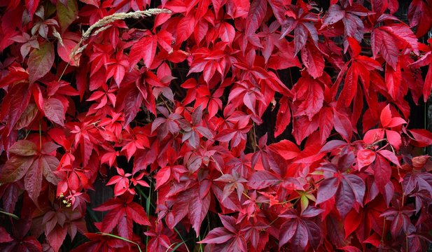Wild grapes with red leaves growing densely on a wooden fence on an autumn day