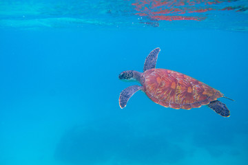 Sea turtle in open sea. Exotic marine turtle under surface photo. Oceanic animal in blue water. Summer vacation