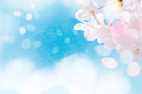 Fototapeta 水彩の空と桜