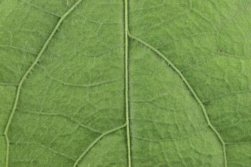 Fototapeta na wymiar closeup of green leaf