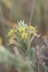 Crucianella martima flowers.
