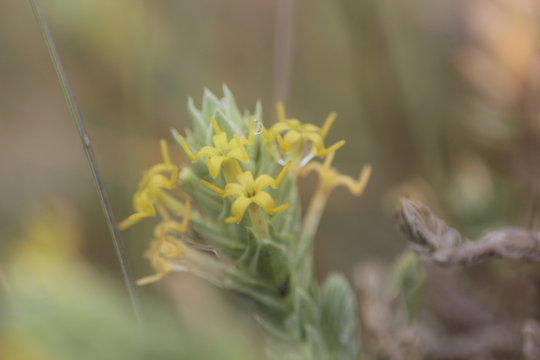 Crucianella martima flowers.