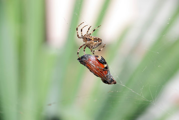 spider and its butterfly victim on the net