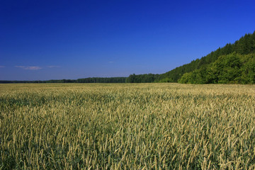 Wheat Ears Field