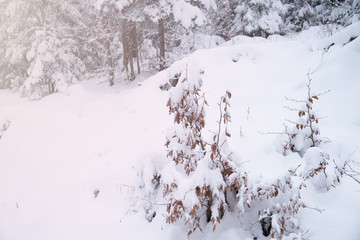 Snow covered trees in the winter forest