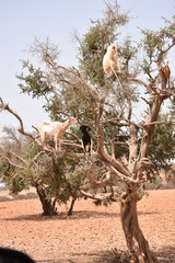 ARGAN TREE