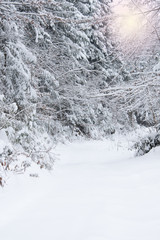Snow covered trees in the winter forest