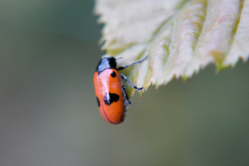 Fausse coccinelle