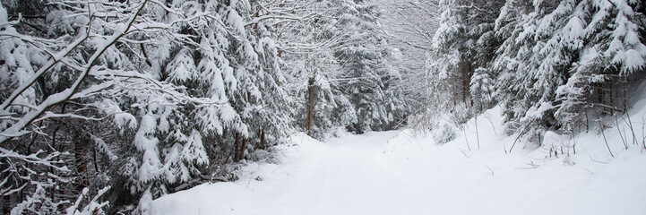 Snow covered trees in the winter forest