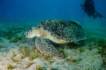 Obraz na płótnie Canvas Sea Turtle at the Red Sea, Egypt