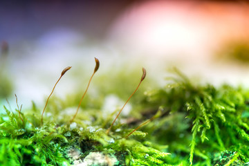 Winter in the forest. Nature are awakening and hoping for sun and warmth. A macro shot of moss plants reaching for daylight and first sunbeams. Ice, snow on green grass and thick moss layer in forest