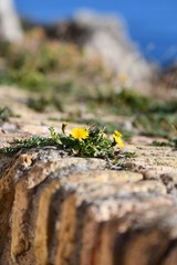 fleurs sur mur de pierres